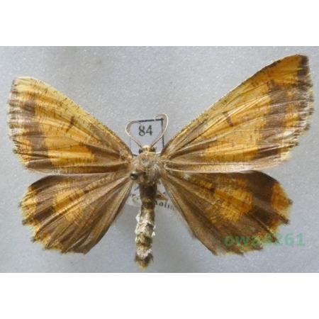 Angerona prunaria (Linnaeus, 1758) male Czech84